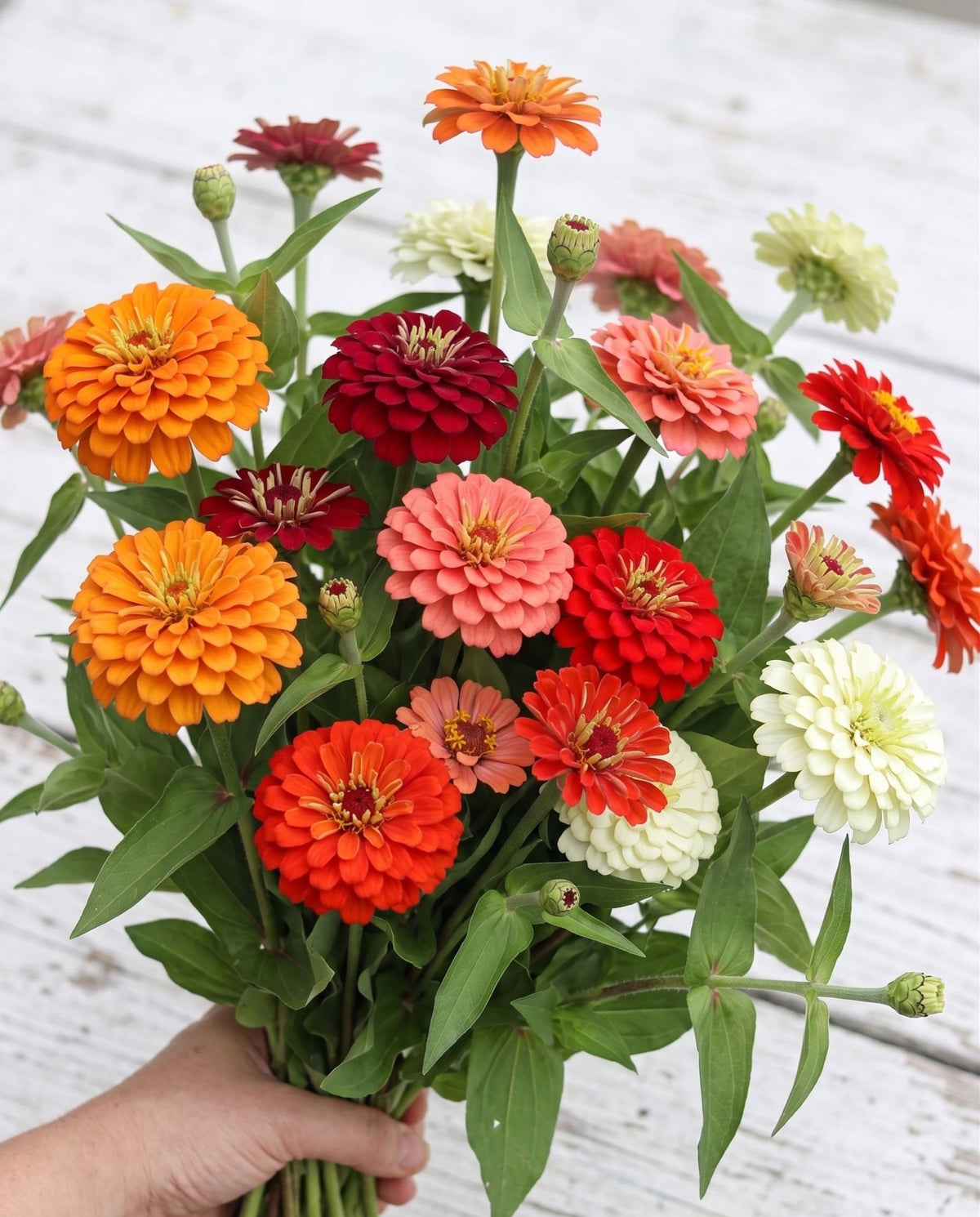 Aperol Hour Zinnia Mix — Orange, Coral & Cream Zinnia Seed Blend