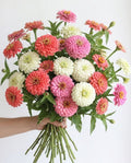 Coquette Zinnia Mix — Baby Pink, Bright Pink & White Zinnia Seed Blend