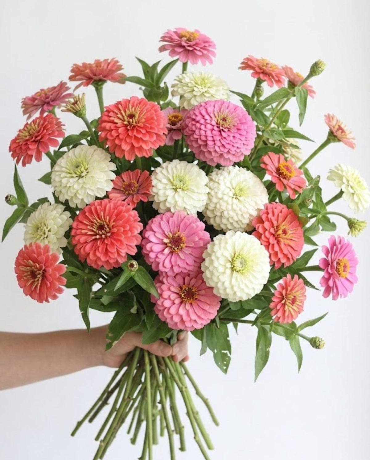 Coquette Zinnia Mix — Baby Pink, Bright Pink & White Zinnia Seed Blend