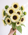 Sunflower 'ProCut White Nite' Seed