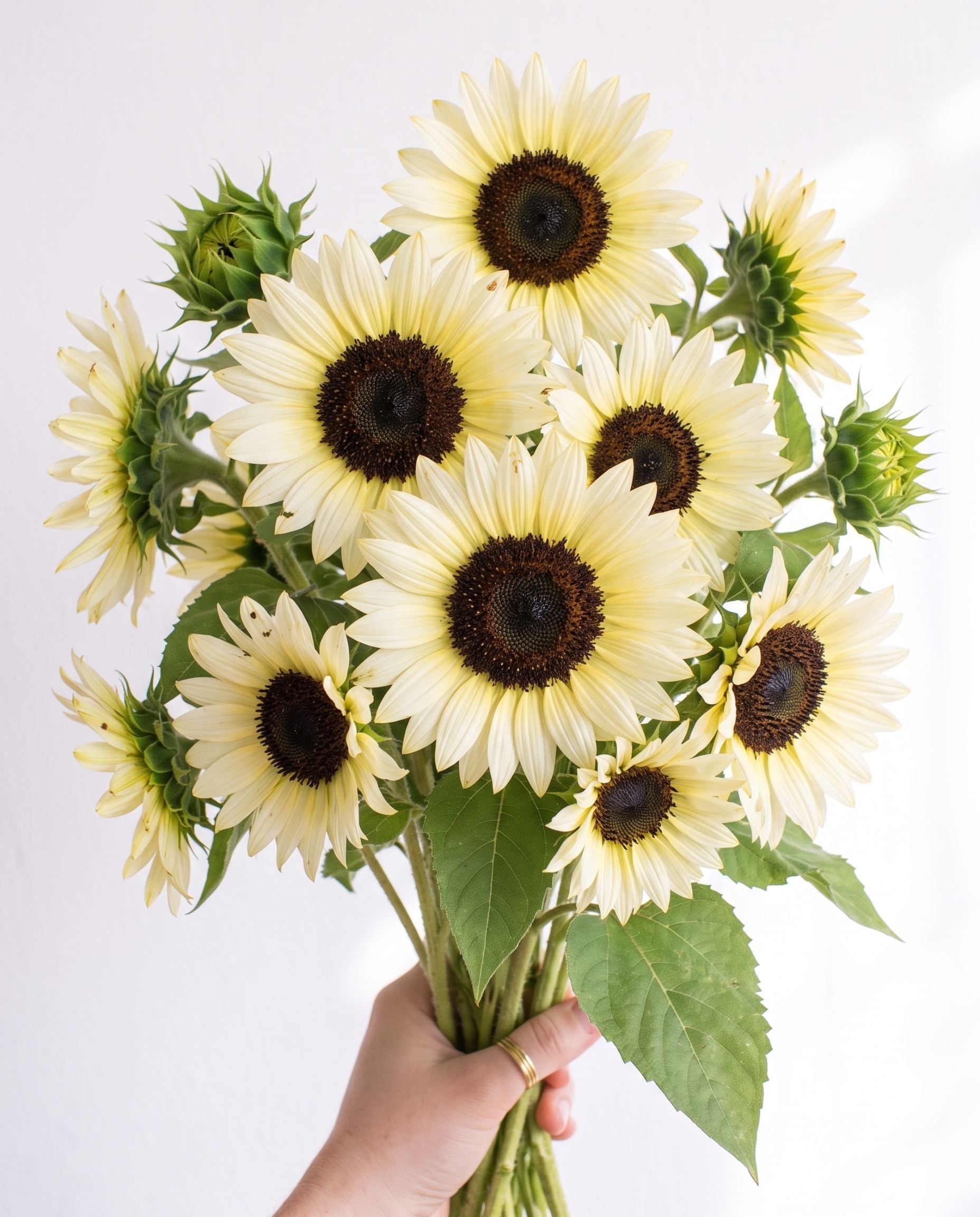 Sunflower 'ProCut White Nite' Seed