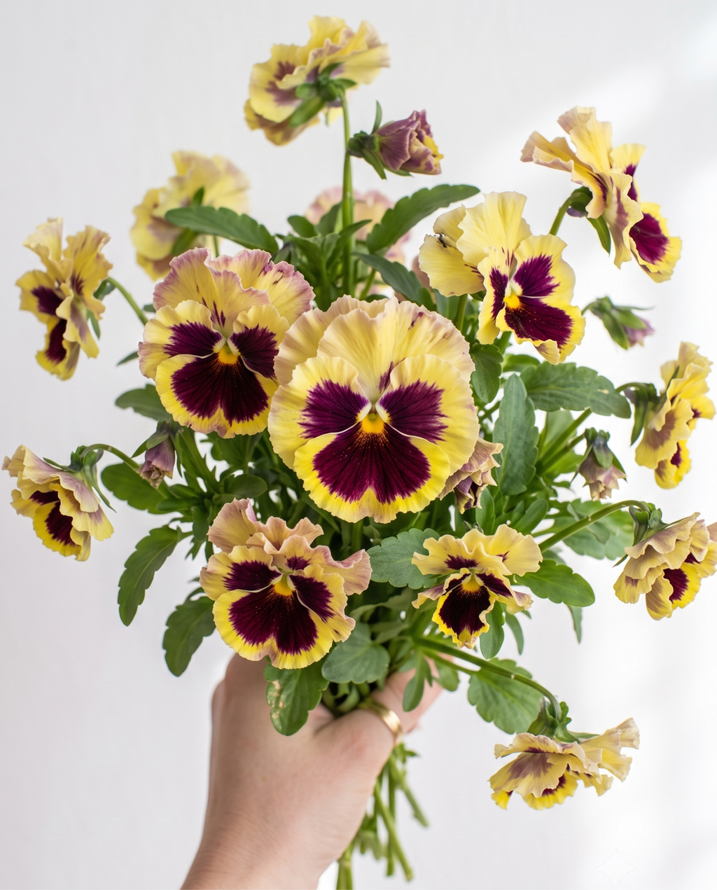 Pansy 'Frizzle Sizzle Lemonberry' Seed
