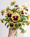 Pansy 'Frizzle Sizzle Lemonberry' Seed