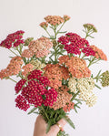 Yarrow 'Summer Berries Mix' Seed