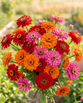 Wildflower Hour Zinnia Mix — Red, Orange & Hot Pink Zinnia Seed Blend