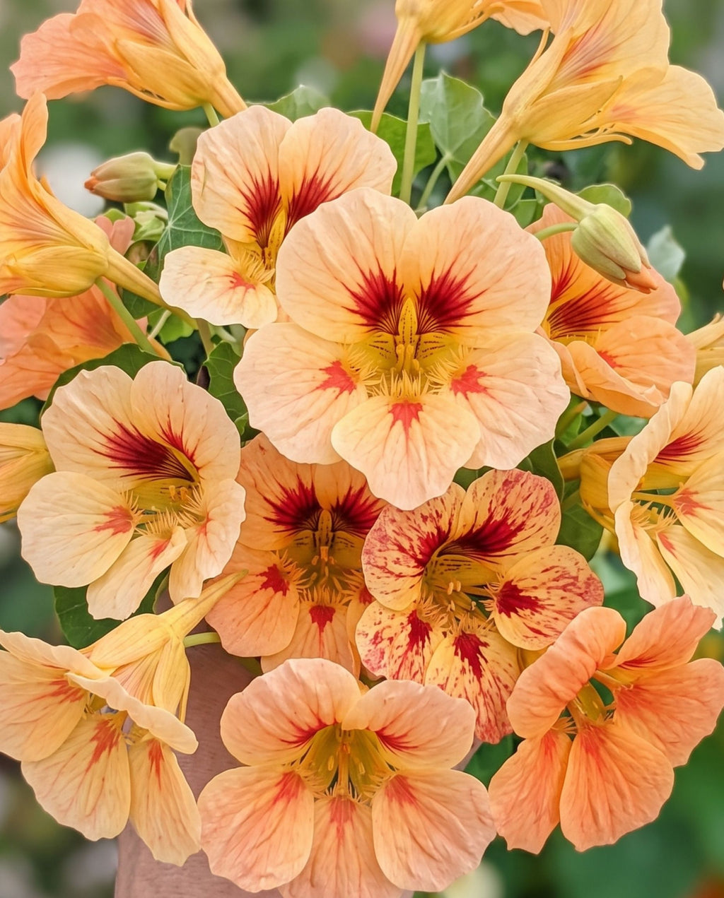 Peach Melba Dwarf Nasturtium