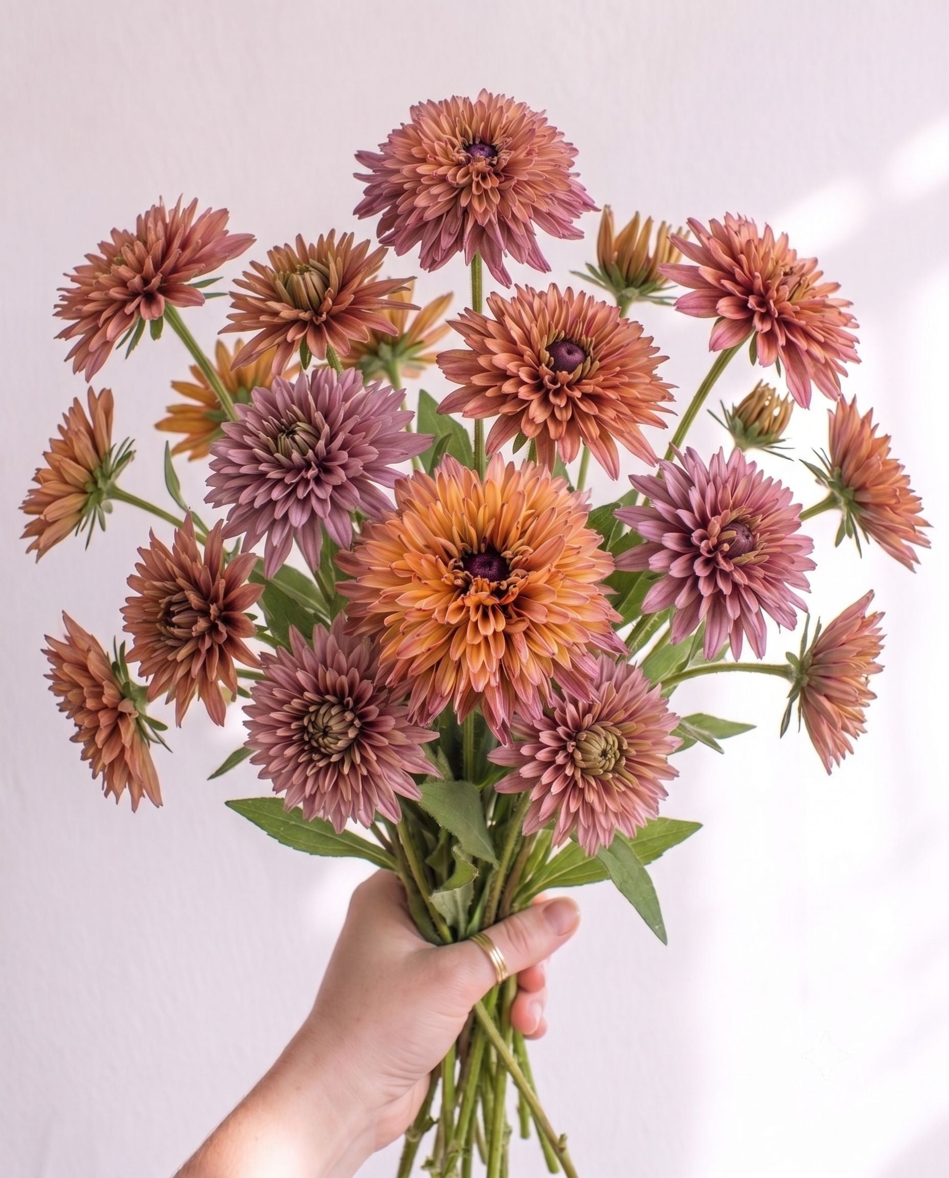 Rudbeckia 'Caramel Mix' Seed