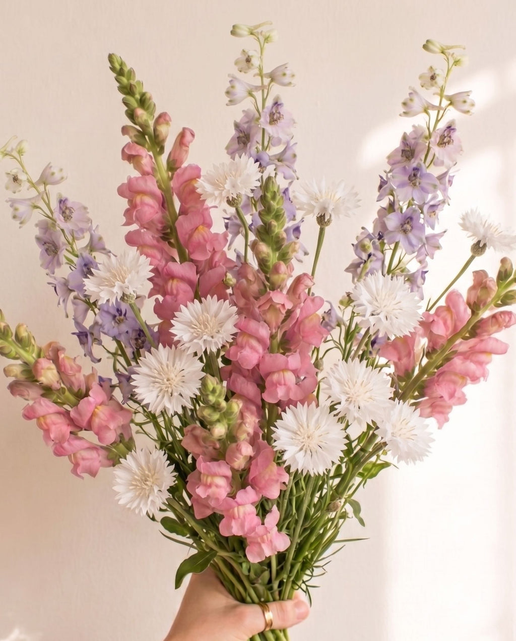 Soft Girl Spring Mix Fall-Planted Soft Pastel Blend | Snapdragon, Bachelor's Button & Larkspur | Spring Cutting Garden