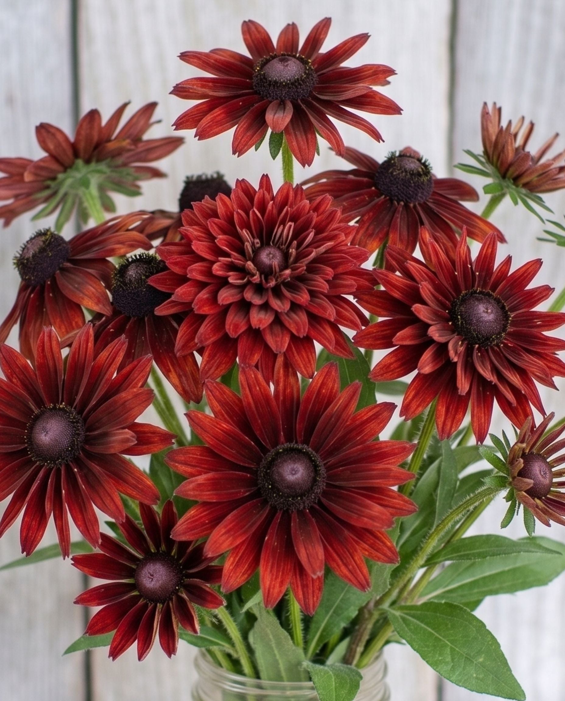 Rudbeckia 'Cherry Brandy' Seed