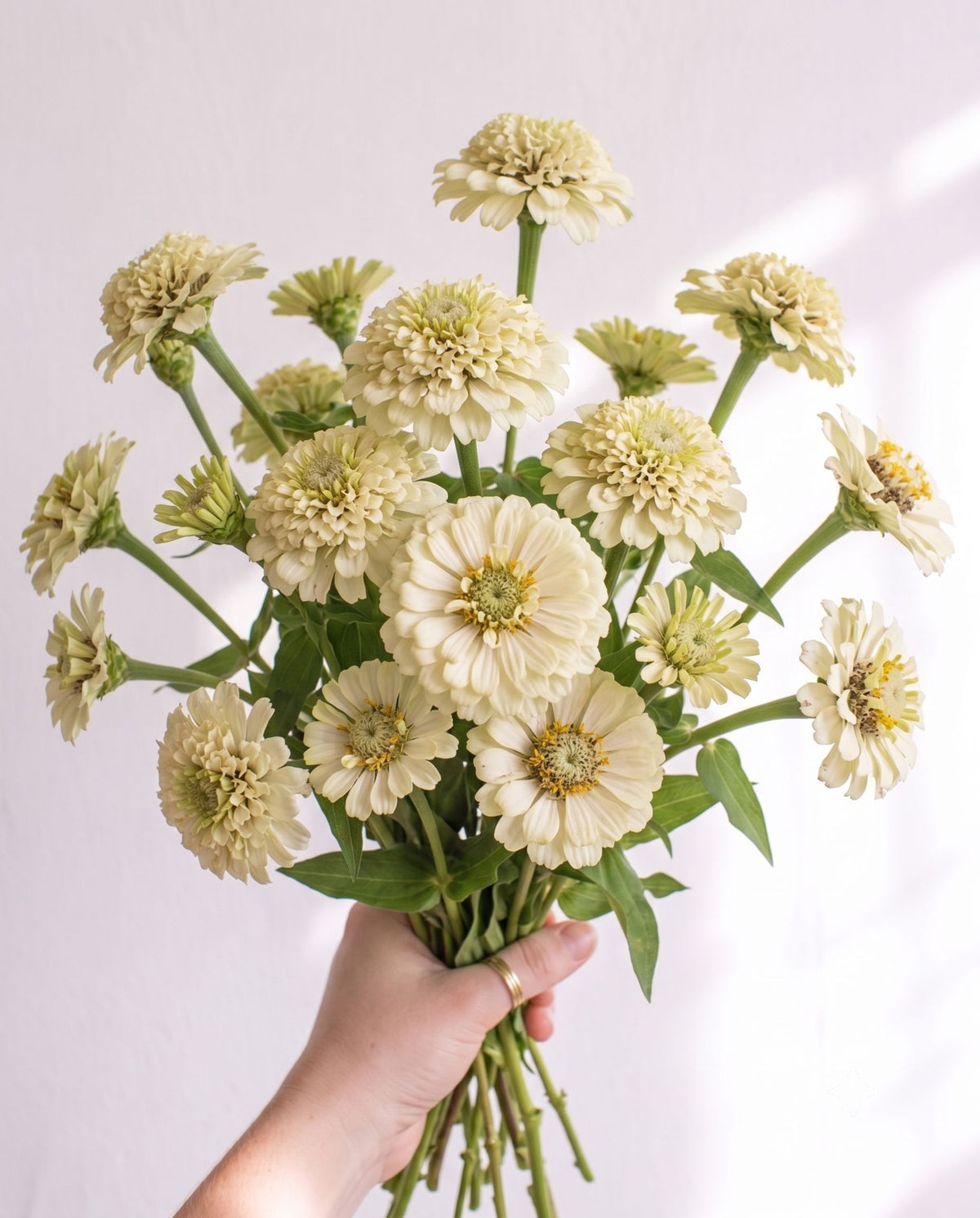 Zinnia 'Cresto Cream' Flower Seed