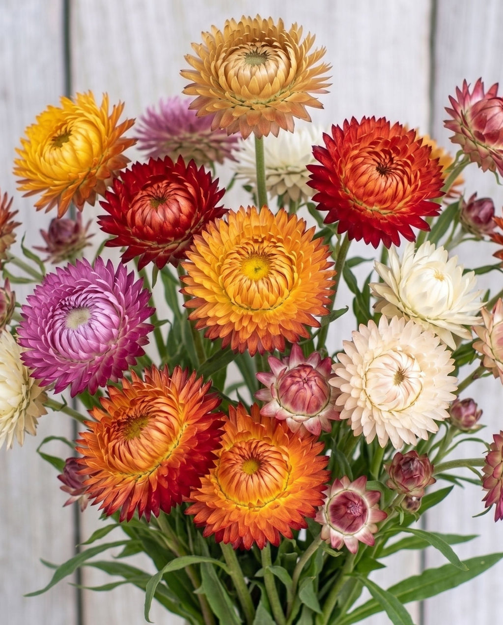 Strawflower 'Tall Double Mix' Seeds