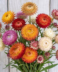 Strawflower 'Tall Double Mix' Seeds
