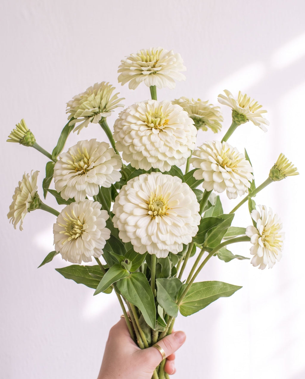 Zinnia 'Polar Bear' Seeds