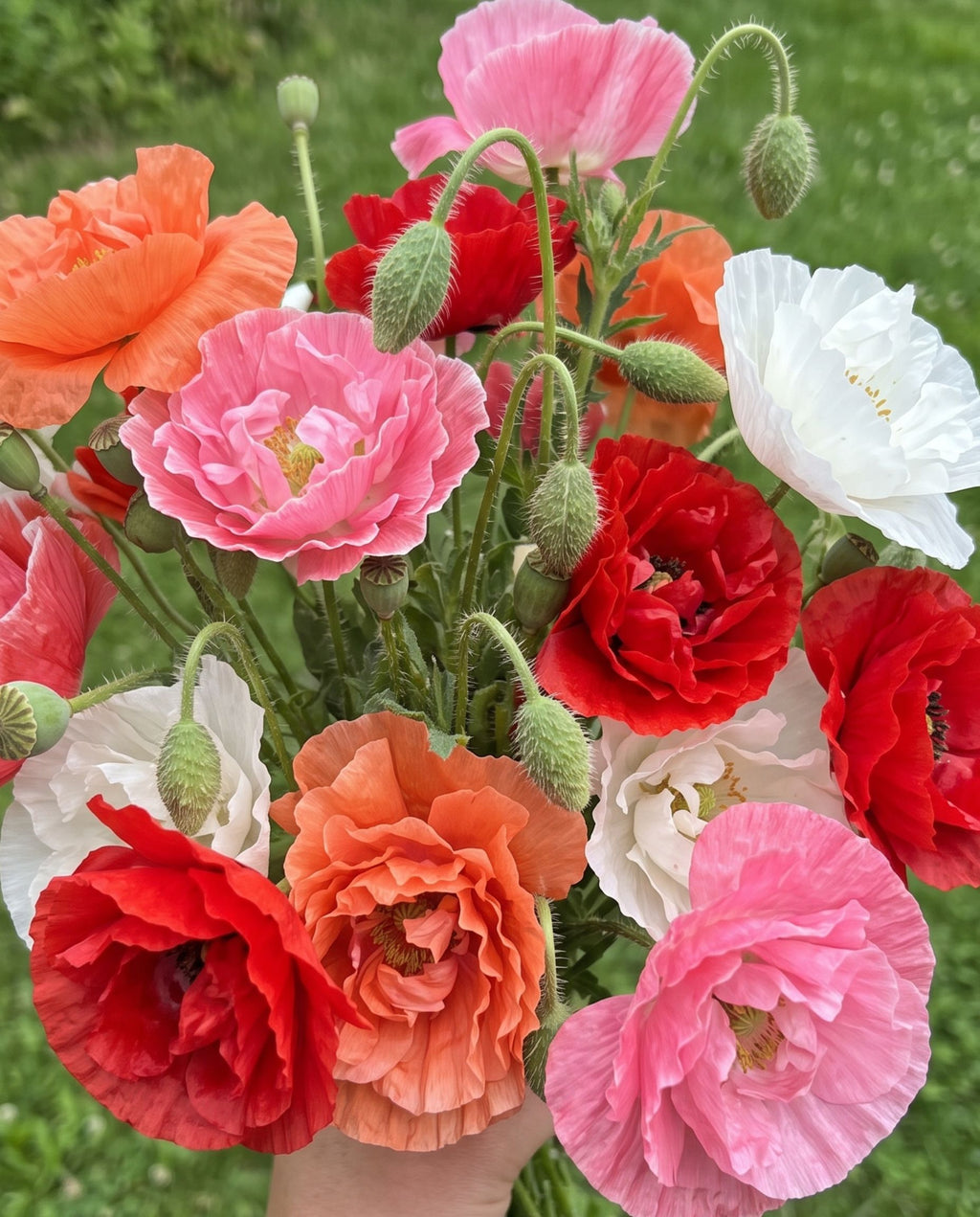 Shirley Poppy 'Double Mixed' Seeds