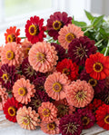 Rosé for the Day Zinnia Mix