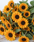 Sunflower 'Vincent's Choice' Seed, Branching Sunflower