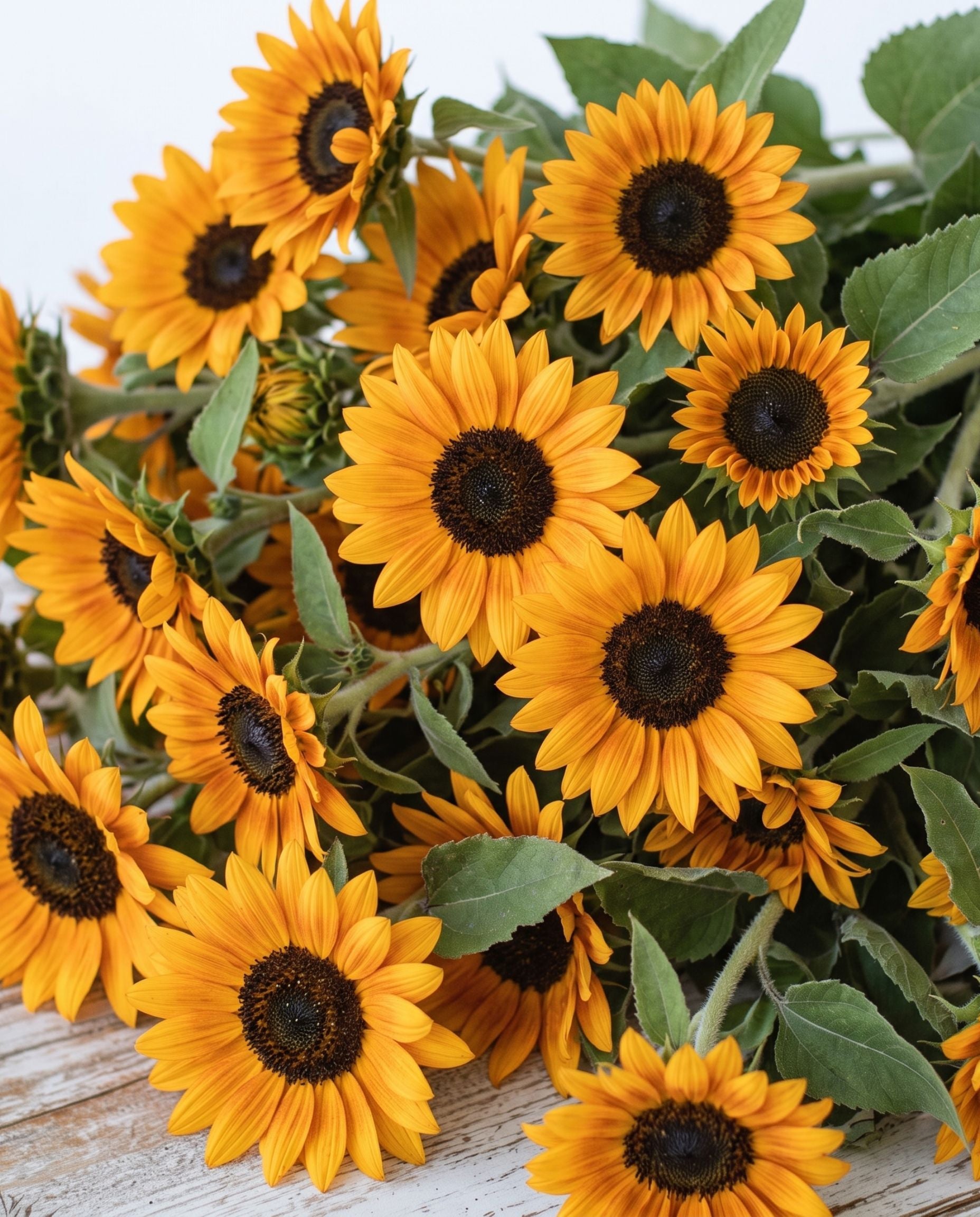 Sunflower 'Vincent's Choice' Seed, Branching Sunflower