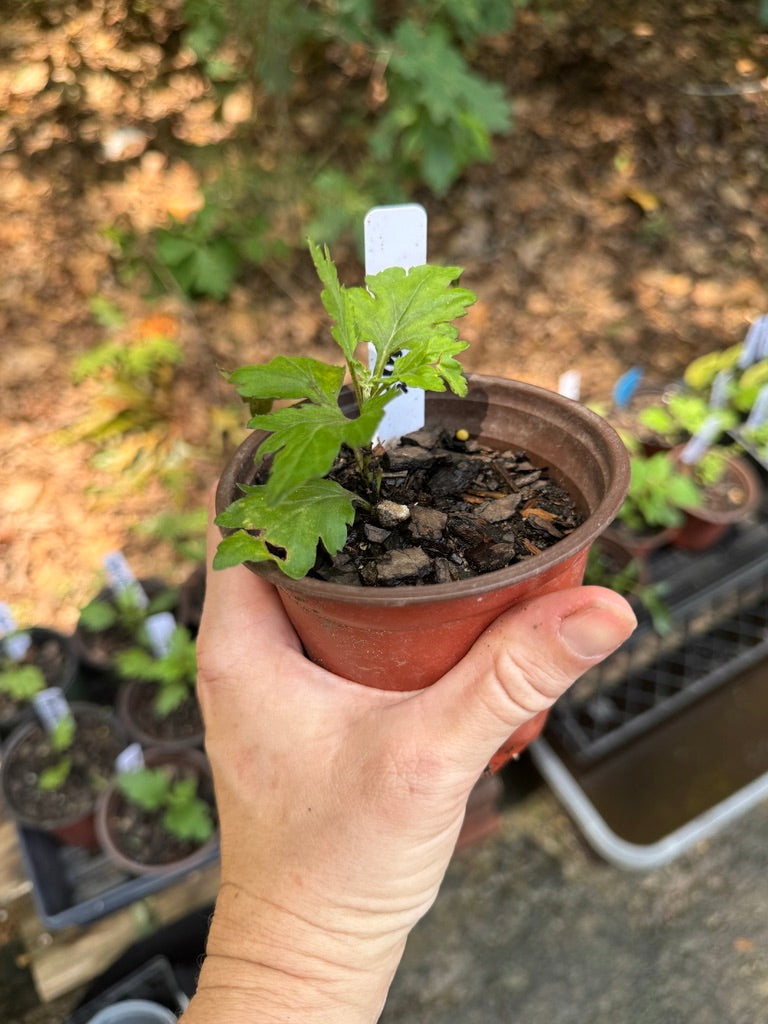 Dutch Pearl Dahlia Rooted Cutting
