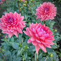 Dutch Pearl Dahlia Rooted Cutting