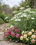 Sweater Weather Sowing | Fall-Planted Cottage Flower Seed Blend
