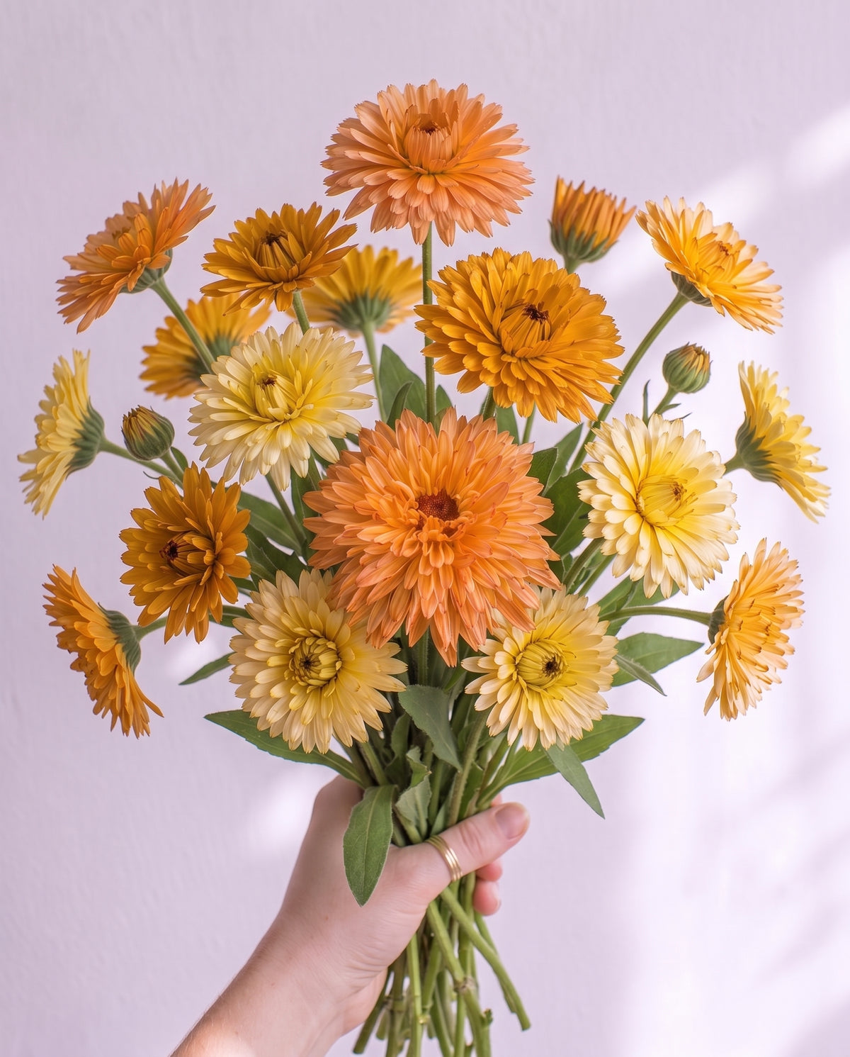 Calendula 'Pacific Beauty' Seeds