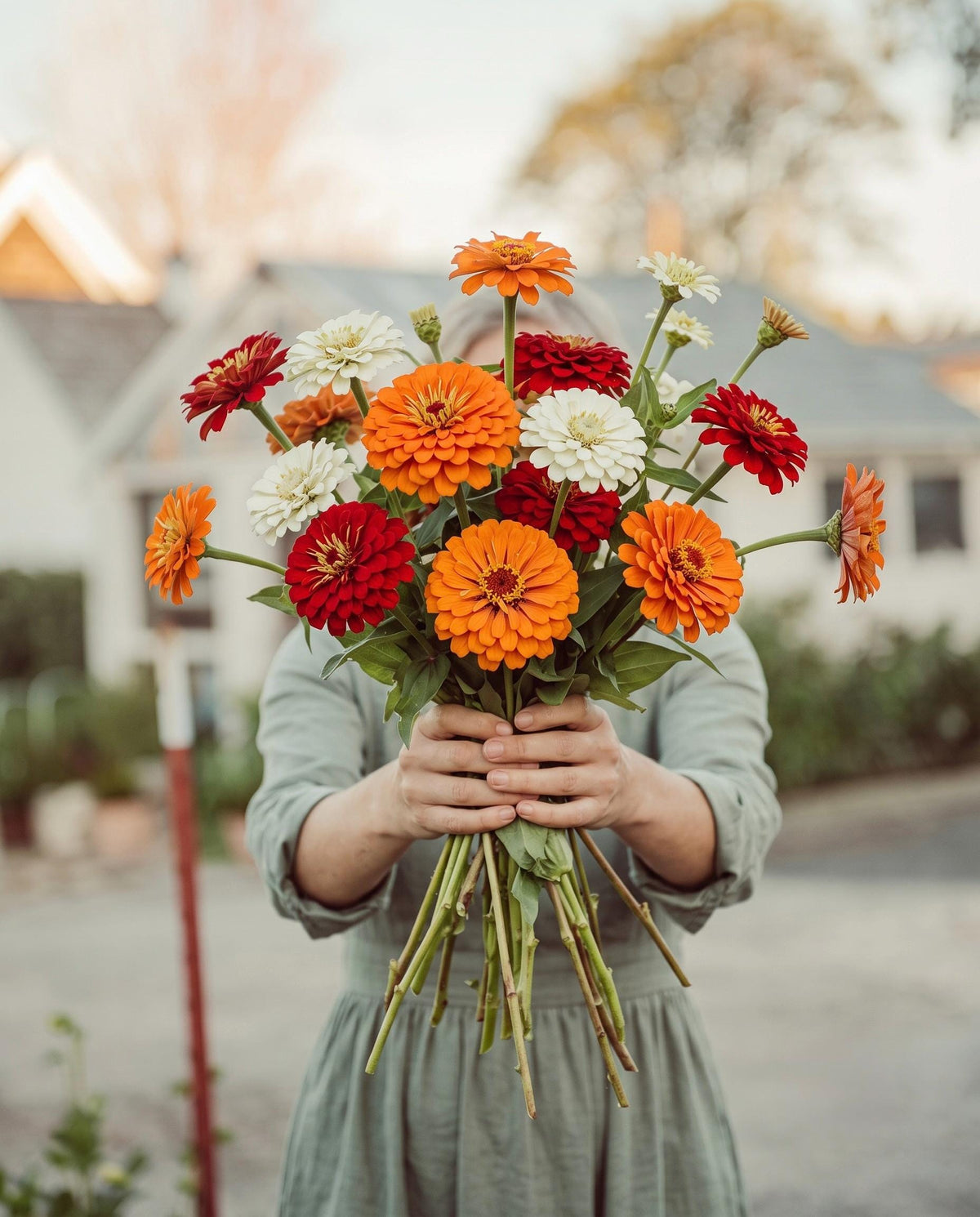 Campfire Glow Zinnia Mix | Warm Sunset Zinnia Blend | Blooms Till Frost | Cut Flower Garden Favorite