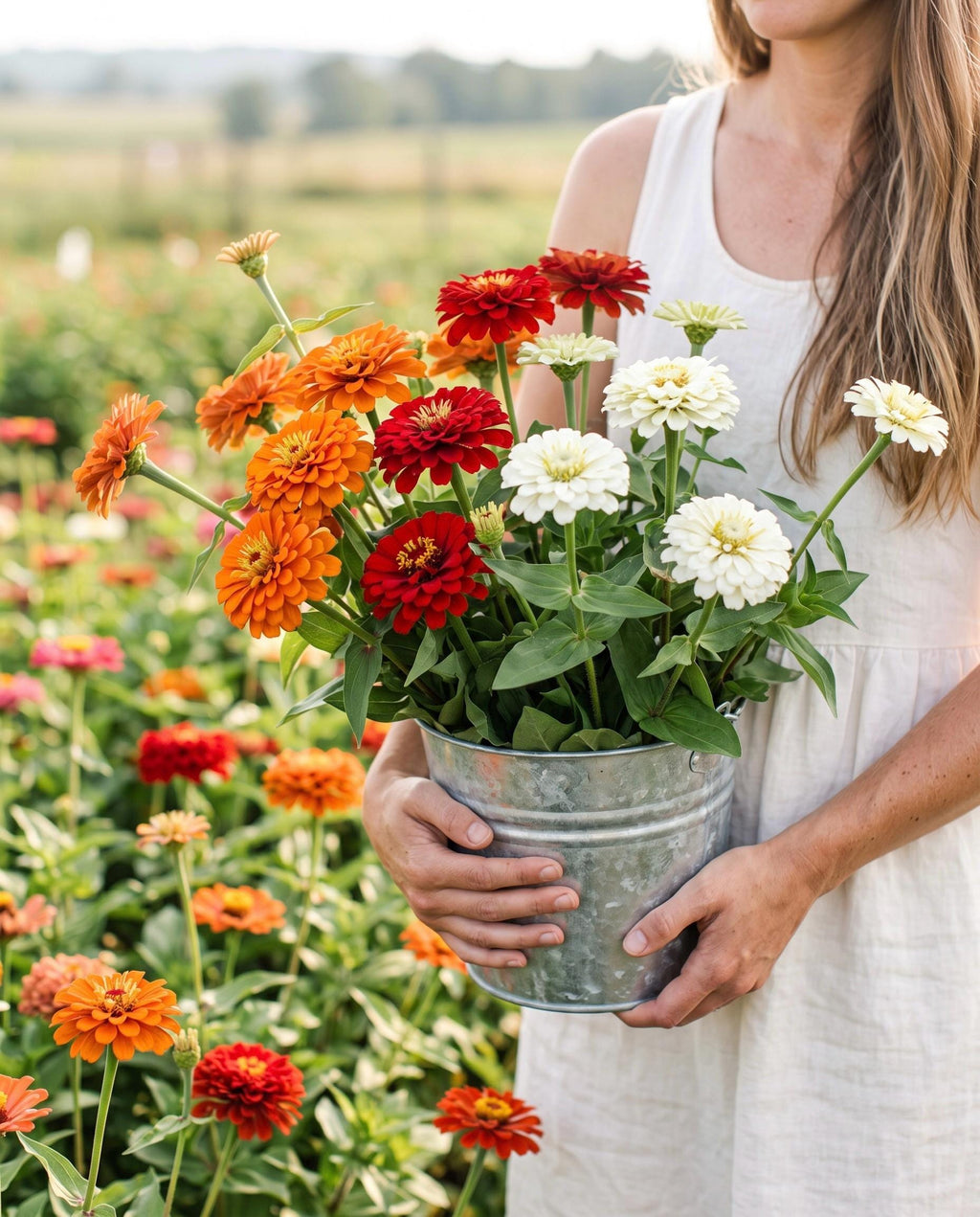 Campfire Glow Zinnia Mix | Warm Sunset Zinnia Blend | Blooms Till Frost | Cut Flower Garden Favorite
