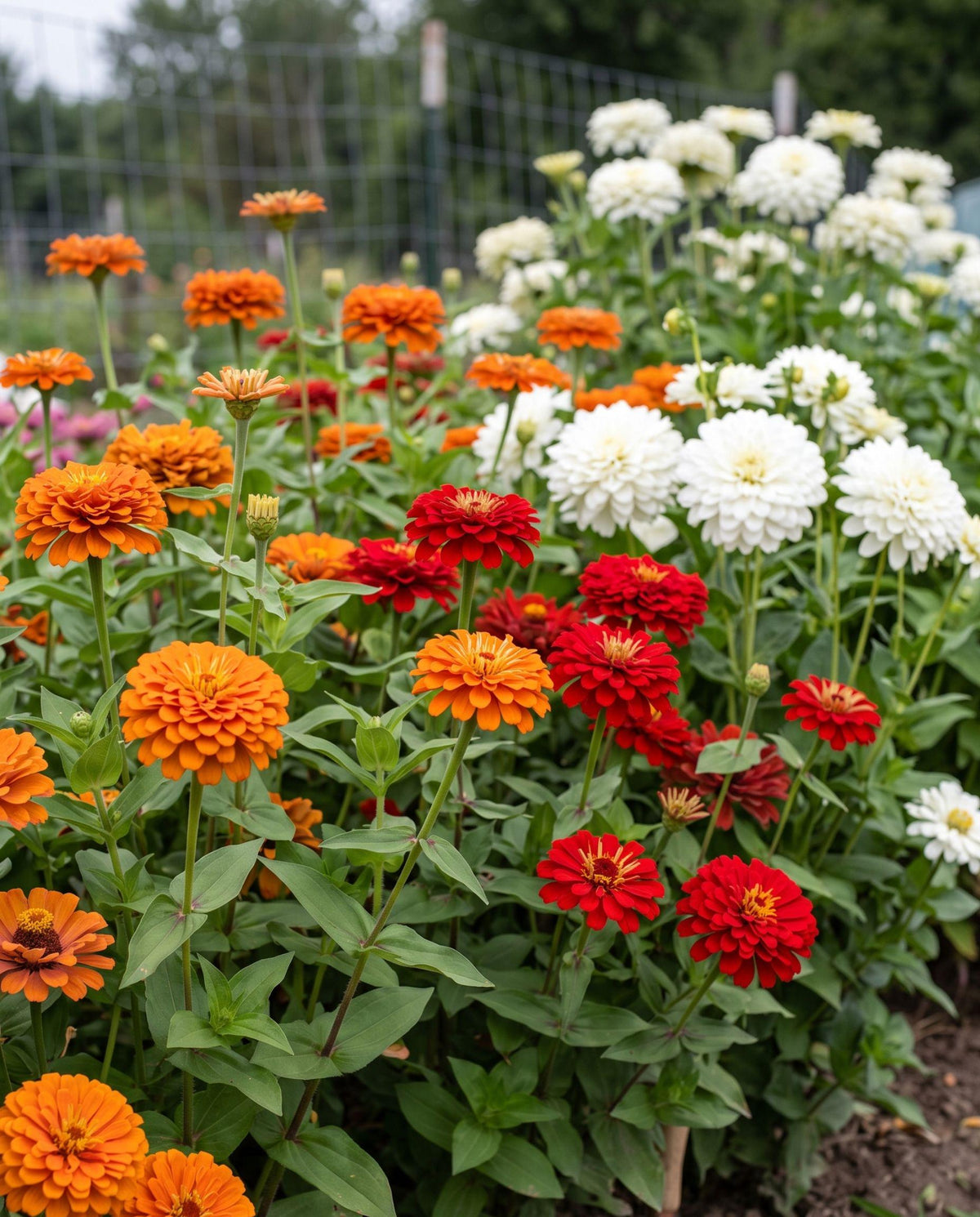 Campfire Glow Zinnia Mix | Warm Sunset Zinnia Blend | Blooms Till Frost | Cut Flower Garden Favorite