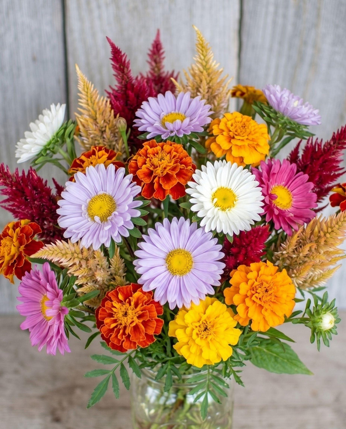 Spooky Season Bloom Mix | Warm Autumn Flower Blend | China Aster, Marigold & Celosia | Fall Cutting Garden Favorite