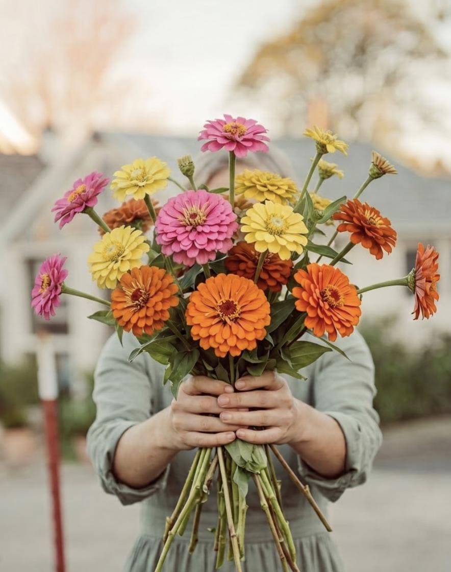 Sunset Sherbet Zinnia Mix | Citrus & Blush Zinnia Blend | Warm Sunset Colors | Cut Flower Garden Favorite