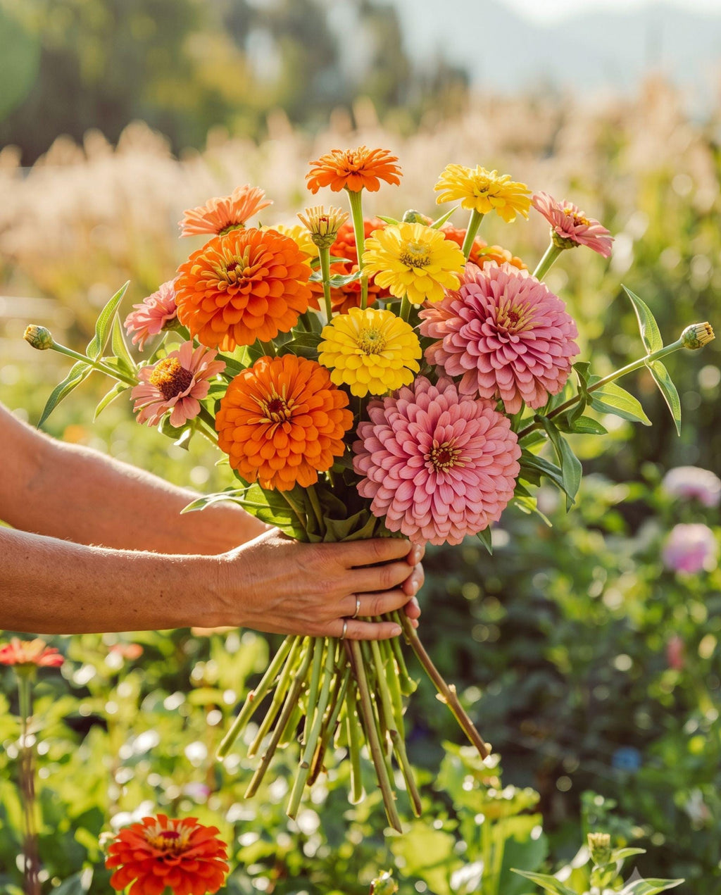Sunset Sherbet Zinnia Mix | Citrus & Blush Zinnia Blend | Warm Sunset Colors | Cut Flower Garden Favorite